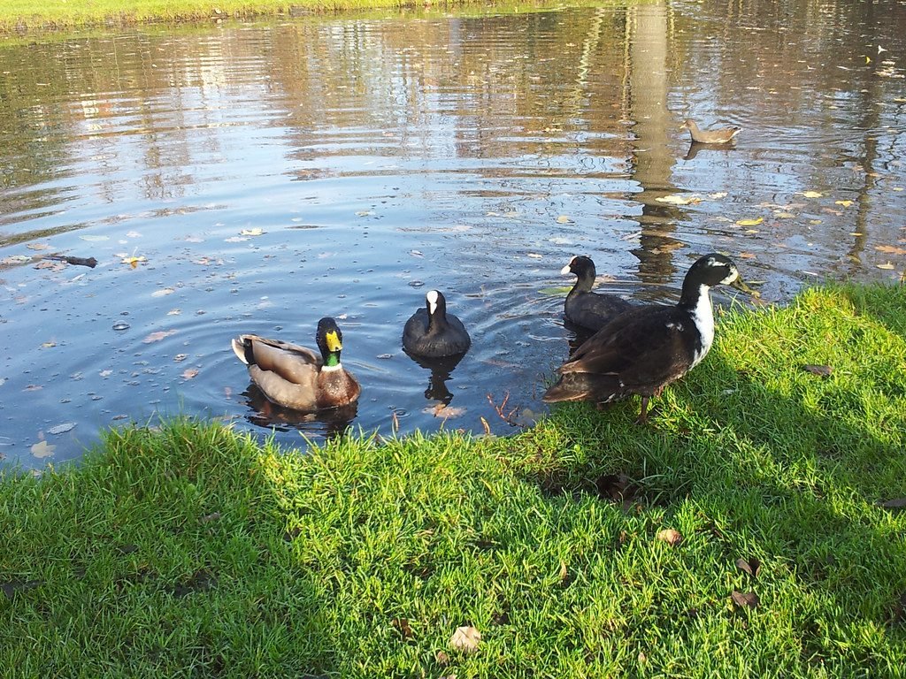 Feed Ducks in a Park